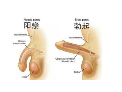 民间秘方治阳痿早泄